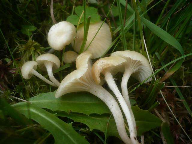 Слика од Hygrocybe