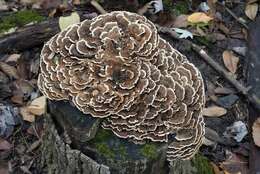 Image of Trametes