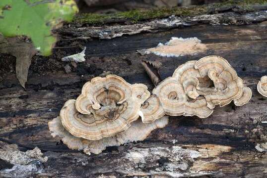 Image of Trametes