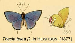 Слика од Chlorostrymon telea (Hewitson 1868)