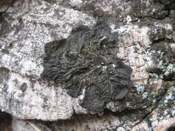 Collema furfuraceum (Arnold) Du Rietz resmi