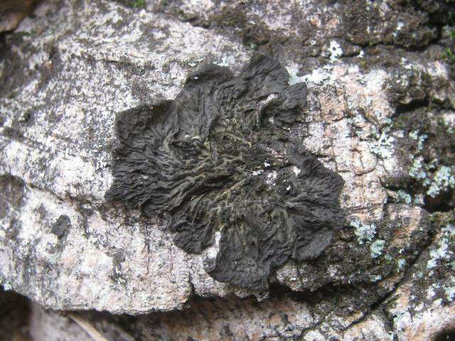 Image of jelly lichen