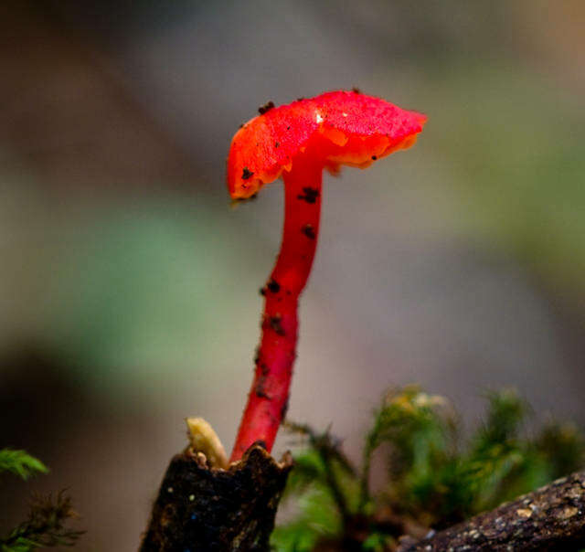 Image of Hygrocybe firma (Berk. & Broome) Singer 1958