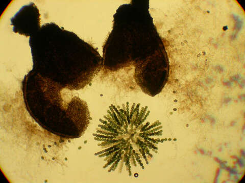 Image of Sordariaceae