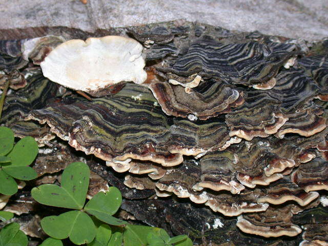 Image of Trametes