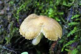 Imagem de Inocybe straminipes Romagn. 1979