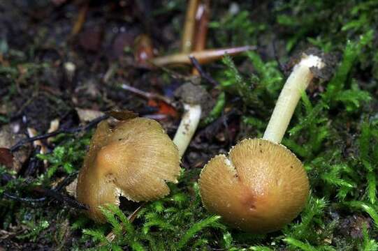 Inocybe straminipes Romagn. 1979 resmi