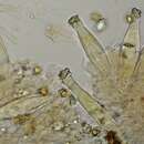 صورة Inocybe straminipes Romagn. 1979