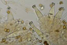 Image of Inocybe straminipes Romagn. 1979