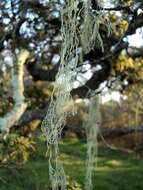 Image of Fishnet;   Menzies' cartilage lichen