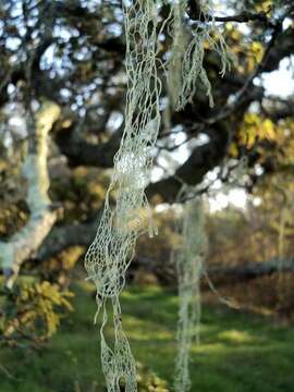 Image of Fishnet;   Menzies' cartilage lichen