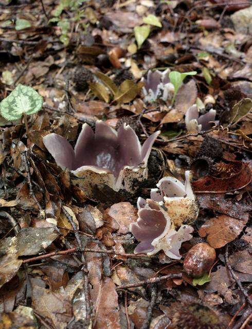 Image of cup fungi