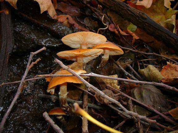 Image of Honey Fungus