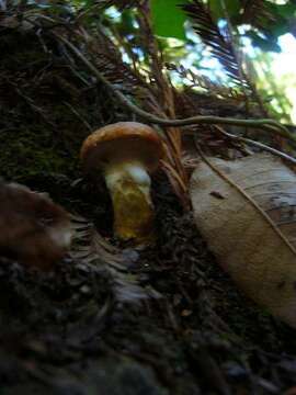 Image of Suillus caerulescens A. H. Sm. & Thiers 1964