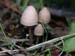 Image of Mycena alcalina (Fr.) P. Kumm. 1871