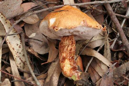 Image of Austroboletus