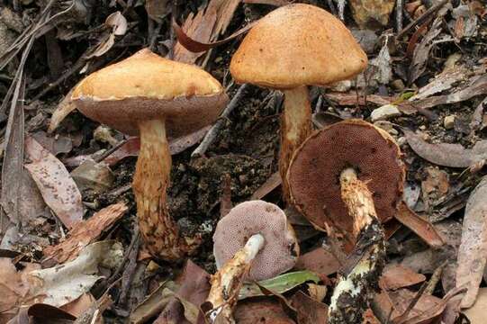 Image of Austroboletus