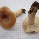 صورة Lactarius musteus Fr. 1838