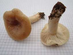 صورة Lactarius musteus Fr. 1838