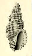 Plancia ëd Pseudodaphnella pustulata (Angas 1877)