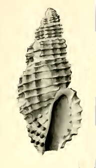 Image of Pseudodaphnella pustulata (Angas 1877)