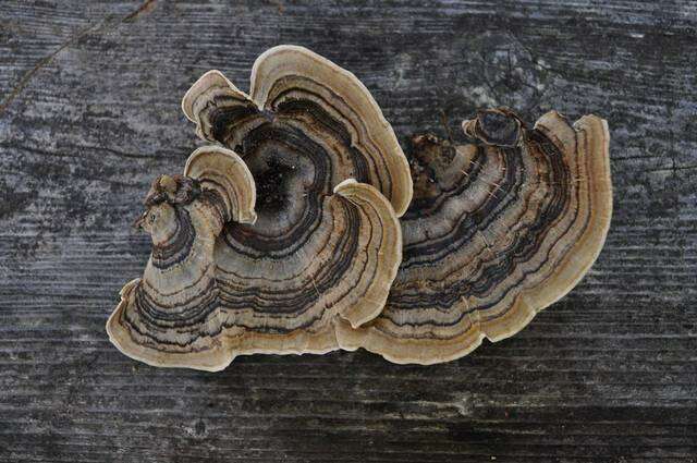 Image of Trametes