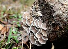 Image of Schizophyllaceae