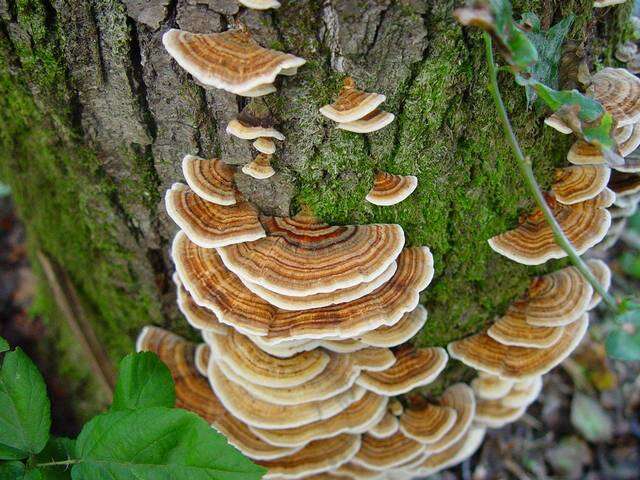 Image of Trametes