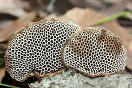 Image of Trametes