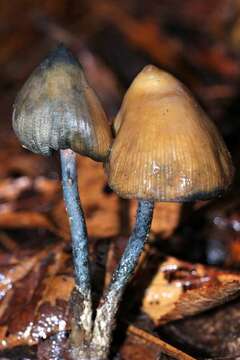 Image of Psilocybe zapotecorum R. Heim 1957