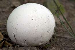 Image of Calvatia