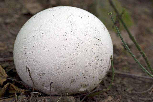 Image of Calvatia