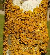 Image of orange wall lichen