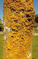 Image of orange wall lichen