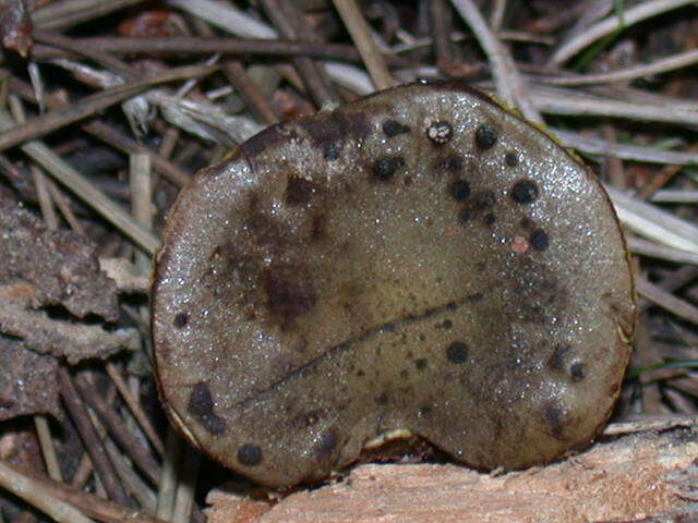 Phylloporus arenicola A. H. Sm. & Trappe 1972的圖片