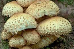 Pholiota resmi