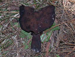 Image of Gyromitra