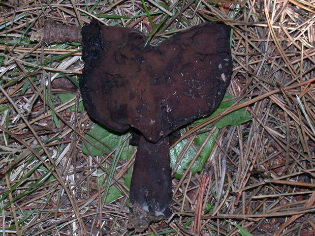 Image of Gyromitra