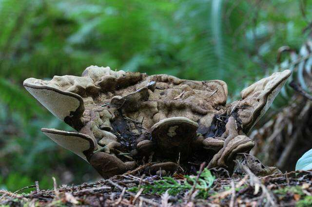 Image of Ganoderma