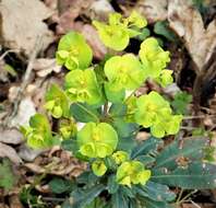 Image of Wood Spurge