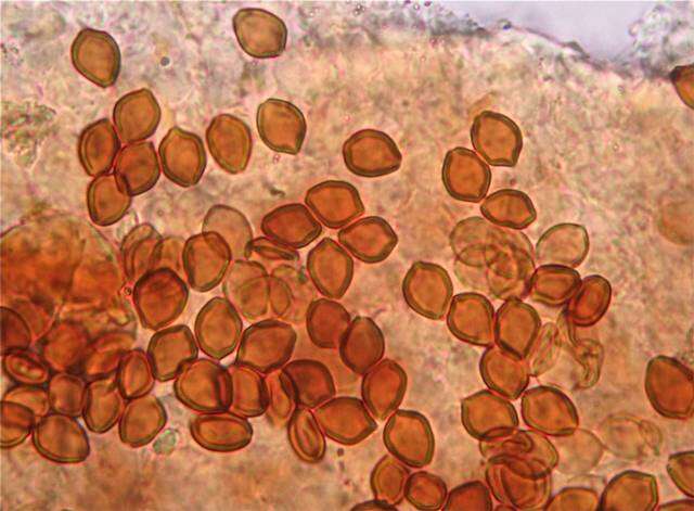 Psilocybe aerugineomaculans (Höhn.) Singer & A. H. Sm. 1958的圖片