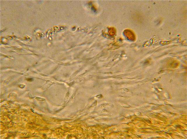 Image of Psilocybe ovoideocystidiata Guzmán & Gaines 2007