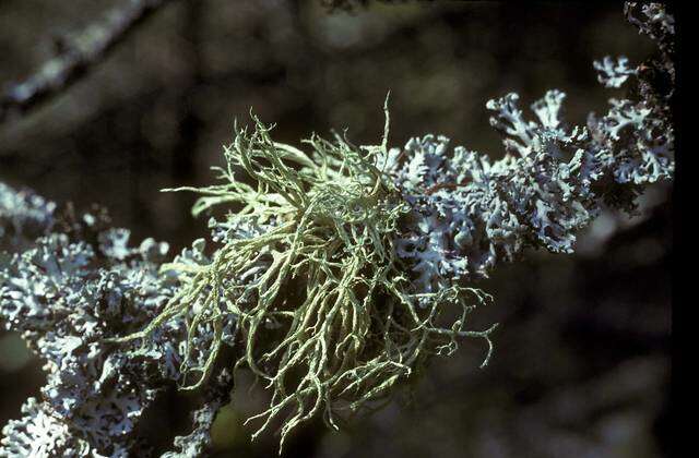 Image of ring lichen