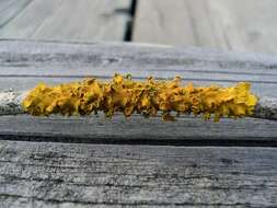 Image of orange wall lichen