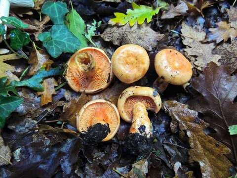 Image of Milk Cap Mushrooms