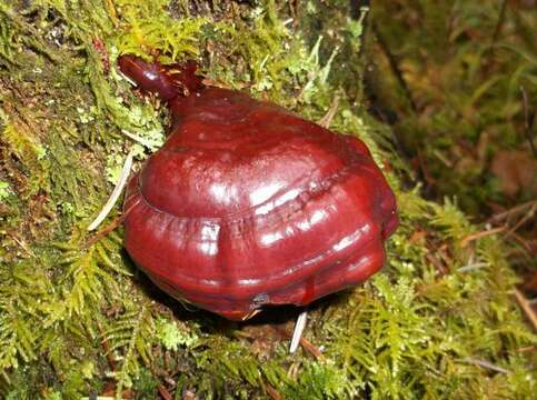 Imagem de Ganoderma oregonense Murrill 1908