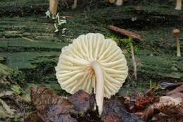 Image de Hygrophoraceae