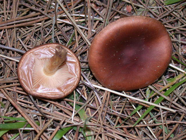 Image of Pholiota