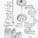 Image of Entoloma subrubineum (Largent & B. L. Thomps.) Noordel. & Co-David 2009