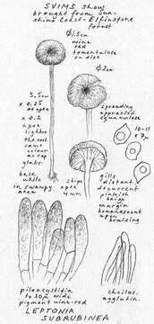 Image of Entoloma subrubineum (Largent & B. L. Thomps.) Noordel. & Co-David 2009